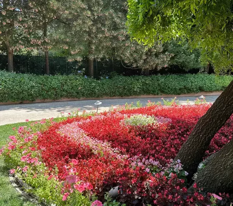 flower bed primarily filled with red petunias, with some pink and white flowers mixed
