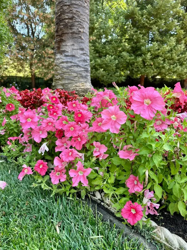 vibrant garden bed filled with pink flowers