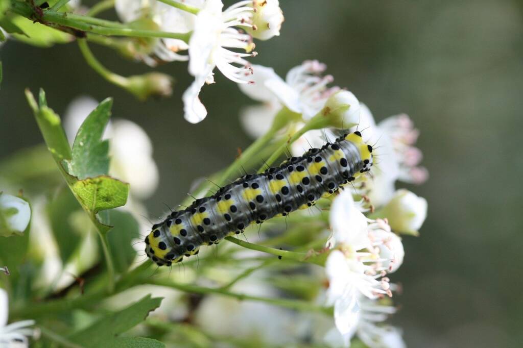 caterpillar_native_plants