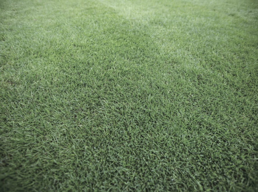 green grass field background