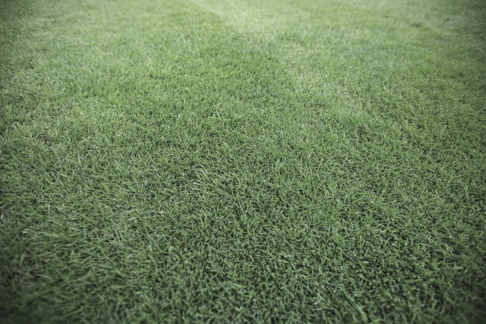 green grass field background