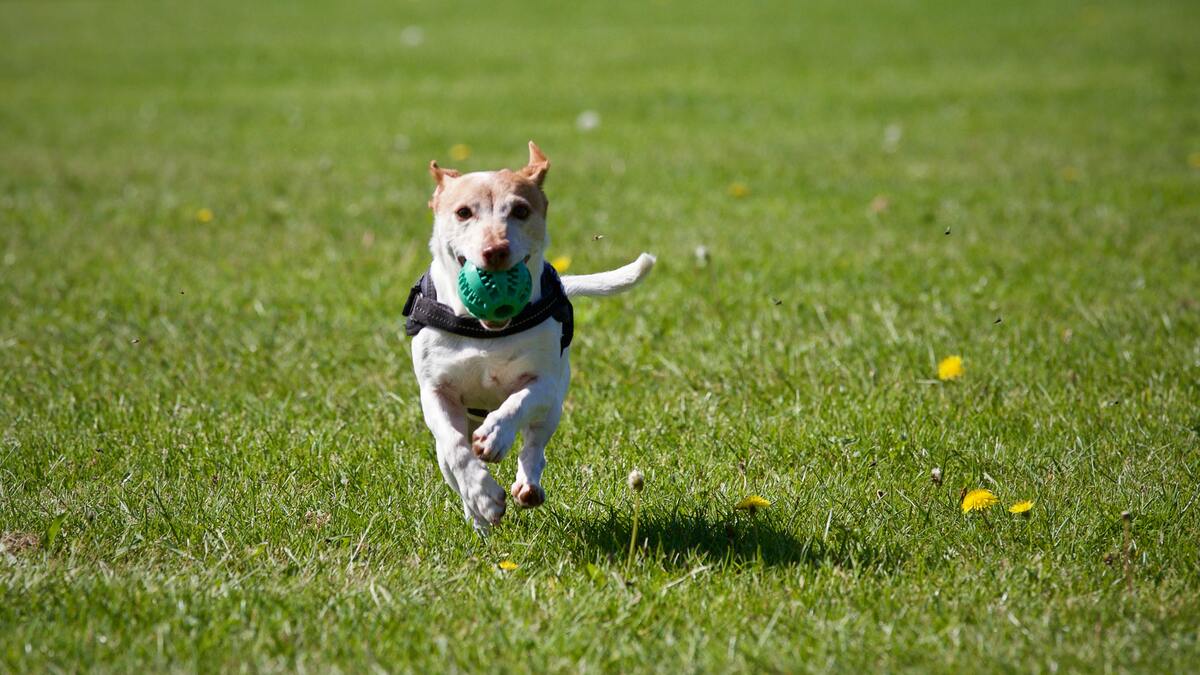 dog in the yard