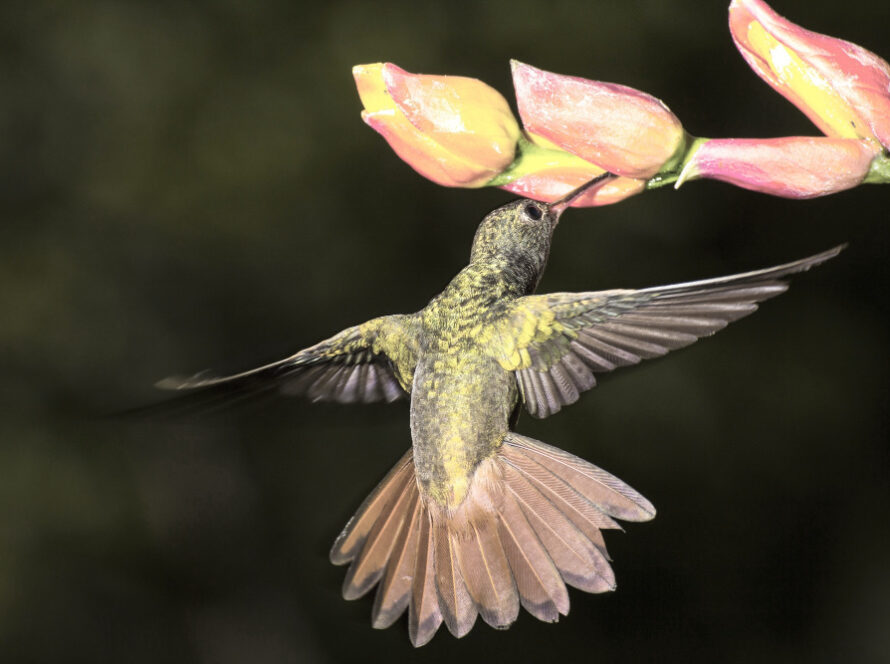 San Jose Garden Magic: Attracting Local Birds and Butterflies