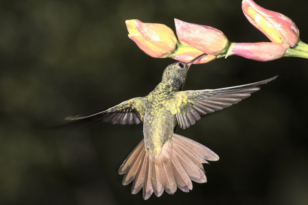 San Jose Garden Magic: Attracting Local Birds and Butterflies