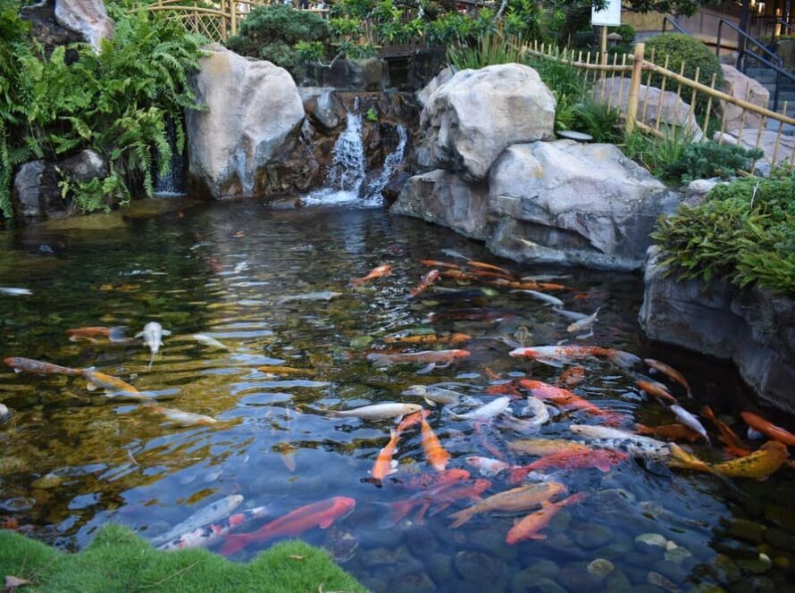 Pond water feature