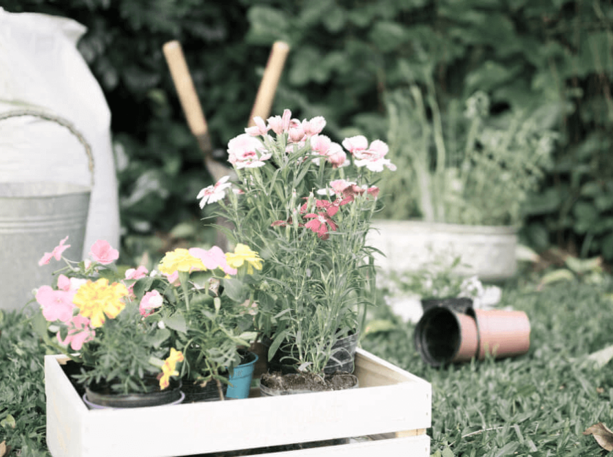 growing flowers wooden boxes garden yard