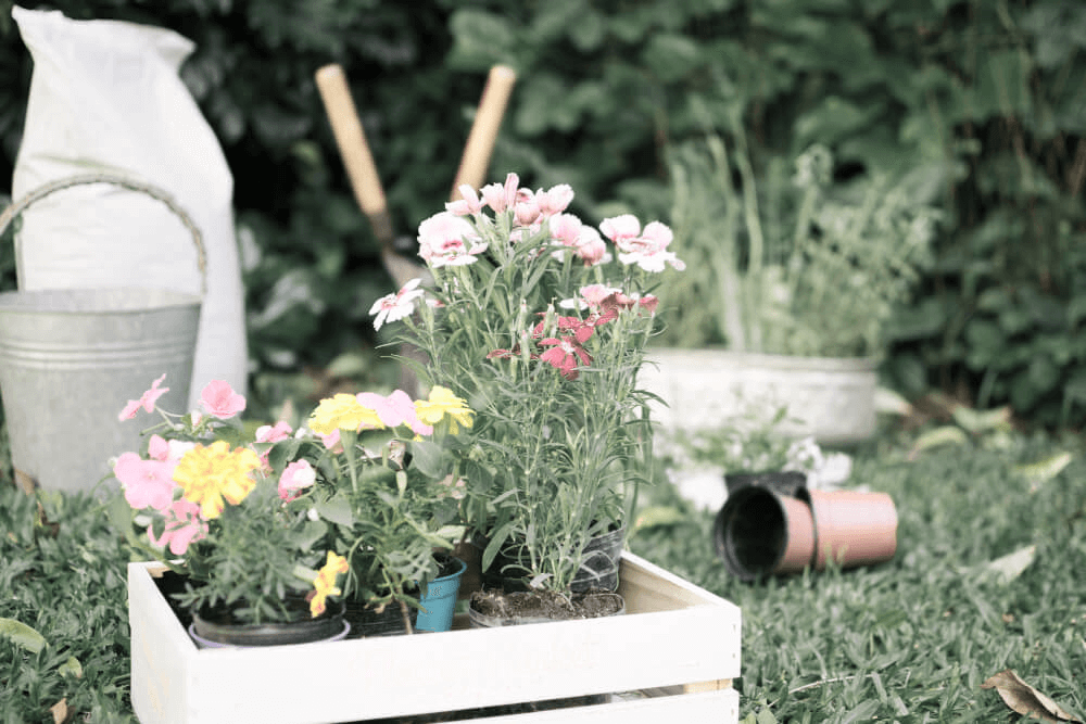 growing flowers wooden boxes garden yard