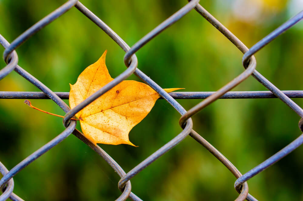 garden fence