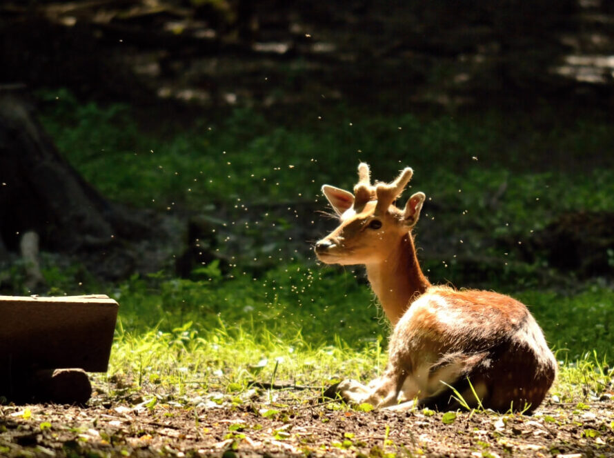 deer in yard