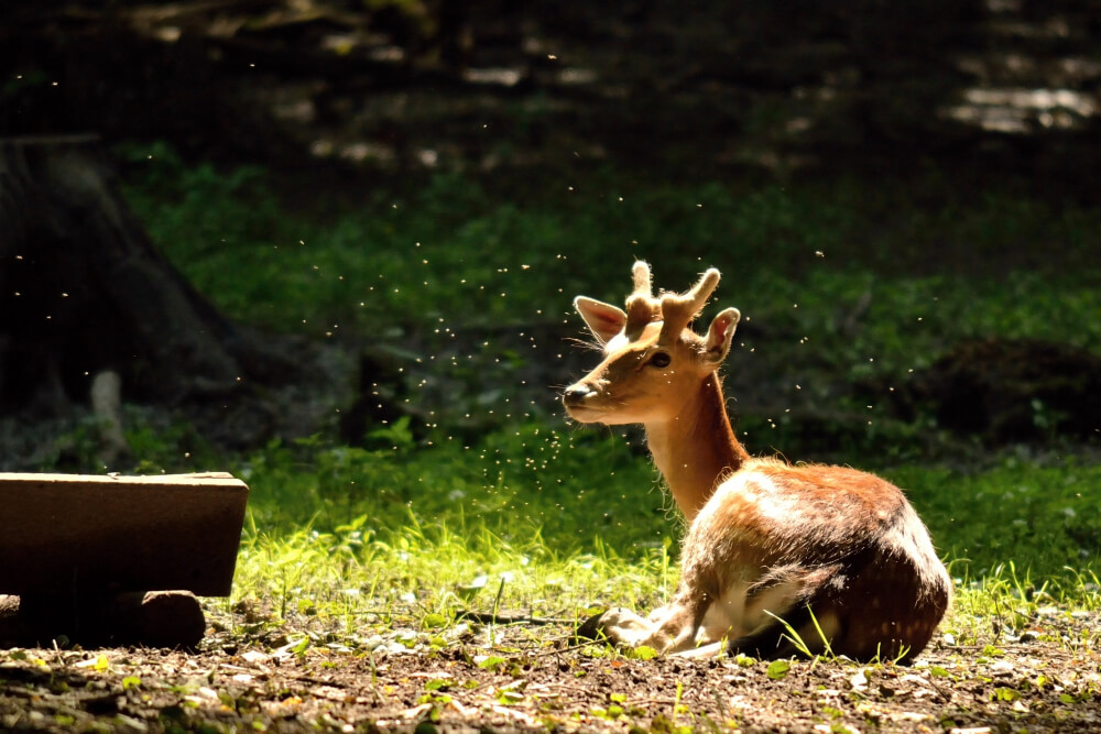 deer in yard