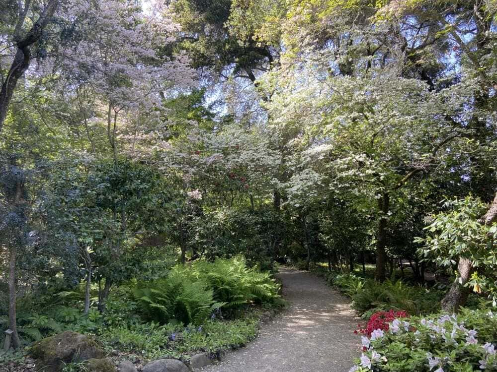 Pathway with Trees and Flowers