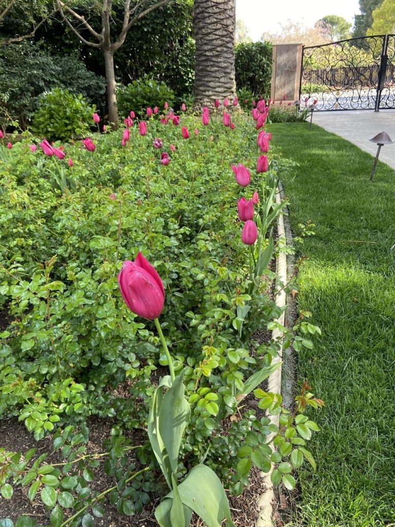 Pink Tulips in Garden