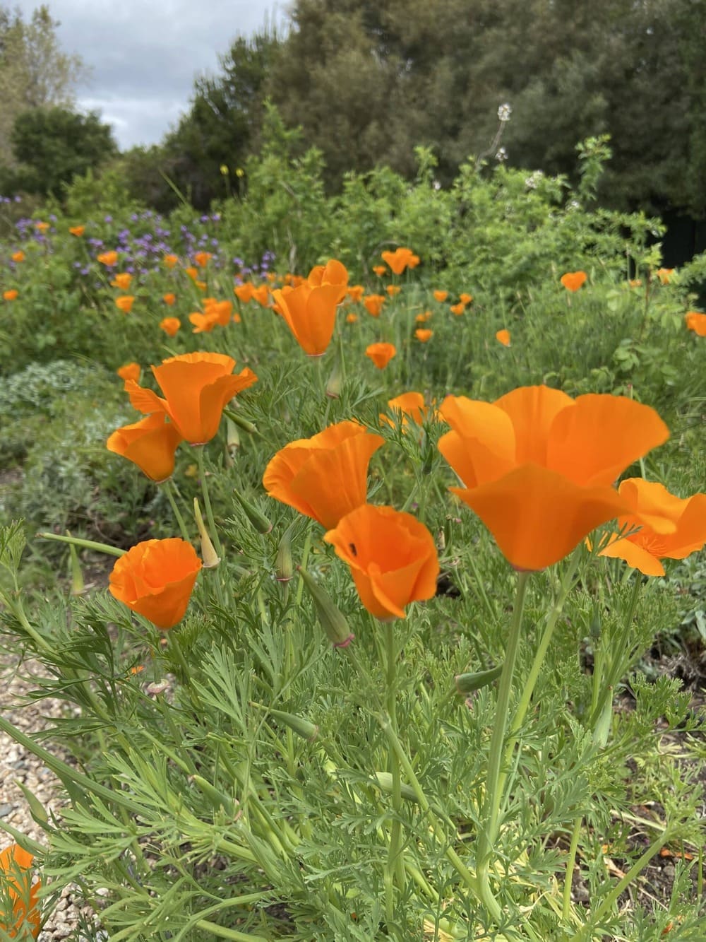 Orange Color Flowers in Garden