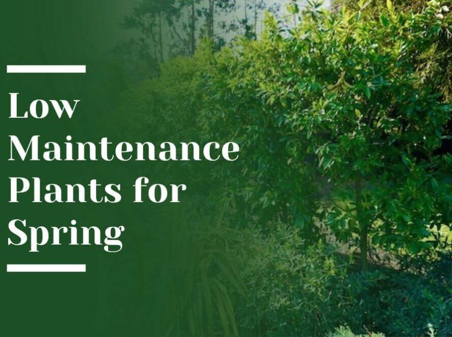 Low Maintenance Plants for Spring Blog Image