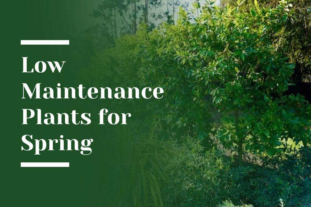 Low Maintenance Plants for Spring Blog Image