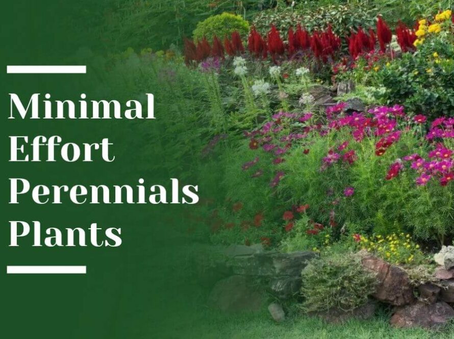 Minimal Effort Perennials Plants Blog Image