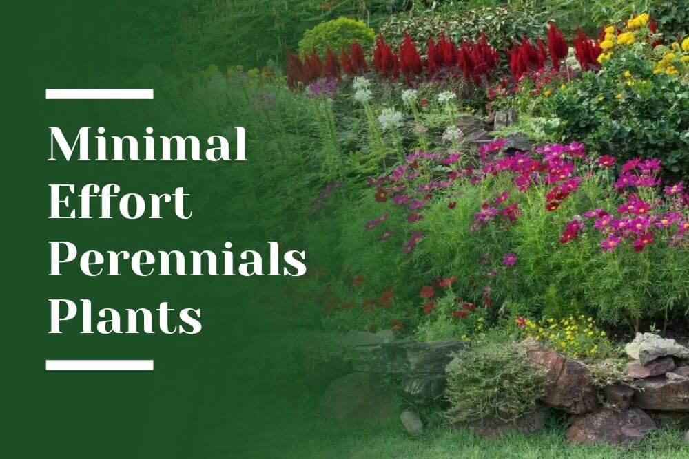 Minimal Effort Perennials Plants Blog Image