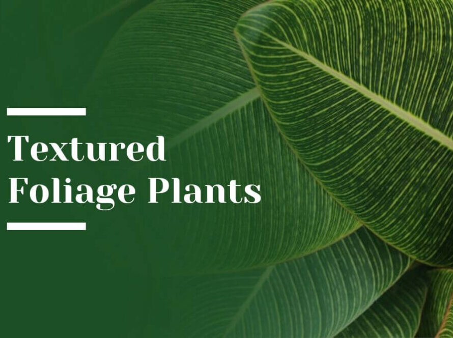 Textured Foliage Plants Blog Image