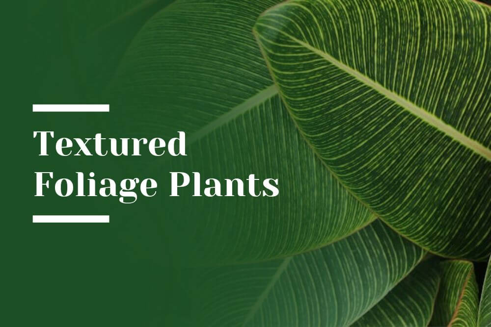 Textured Foliage Plants Blog Image