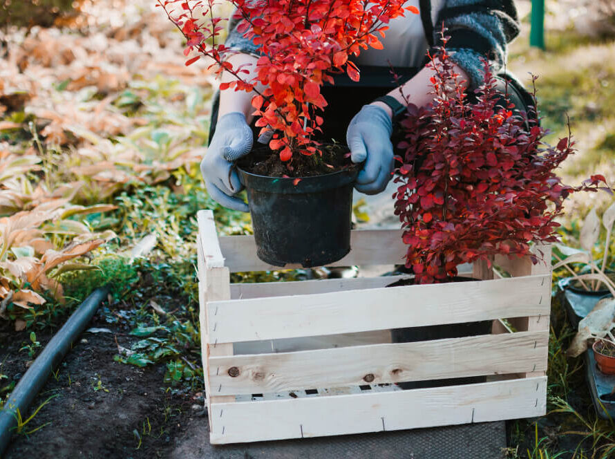 flower pot container
