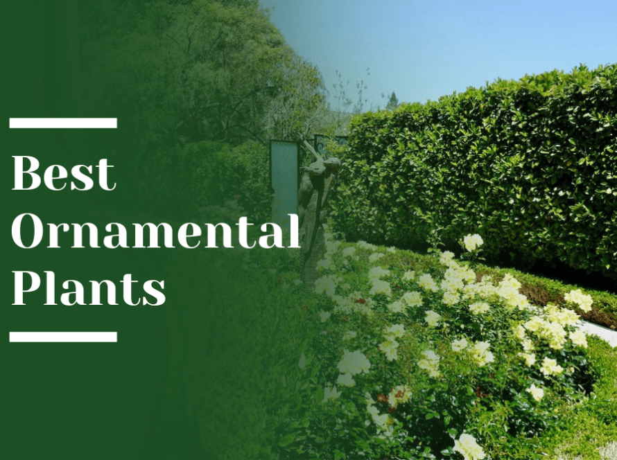 Best_Ornamental_Plants Blog Image