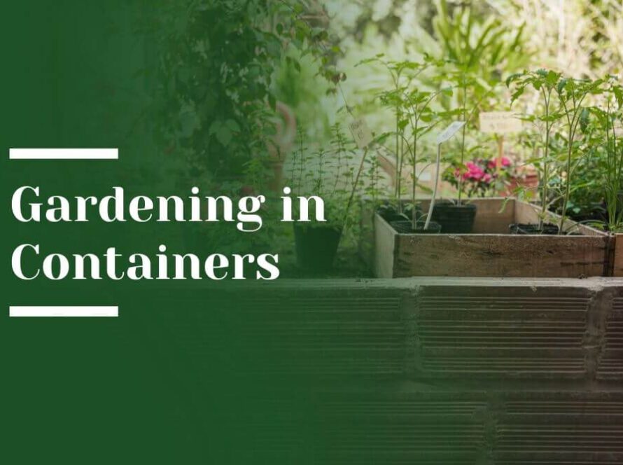 Container Gardening