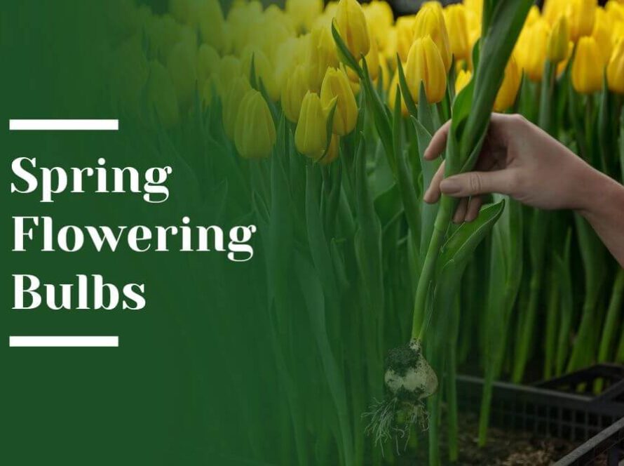 Spring Bulbs Blog Image