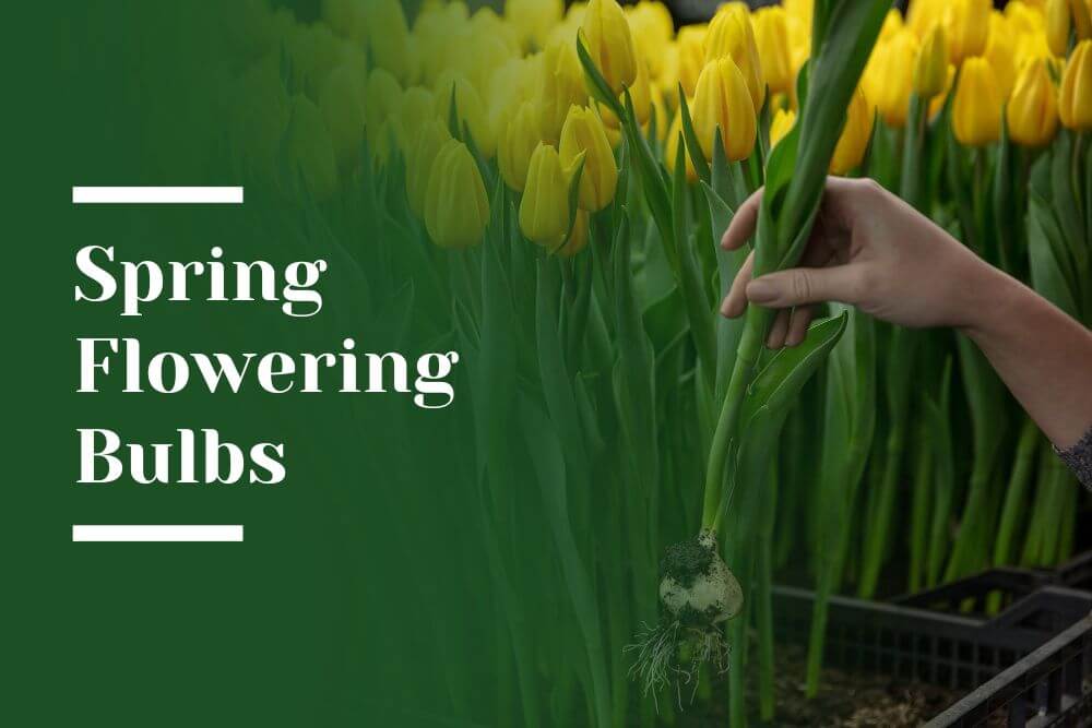 Spring Bulbs Blog Image
