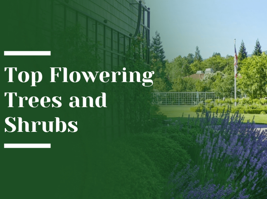 Top Flowering Trees & Shrubs