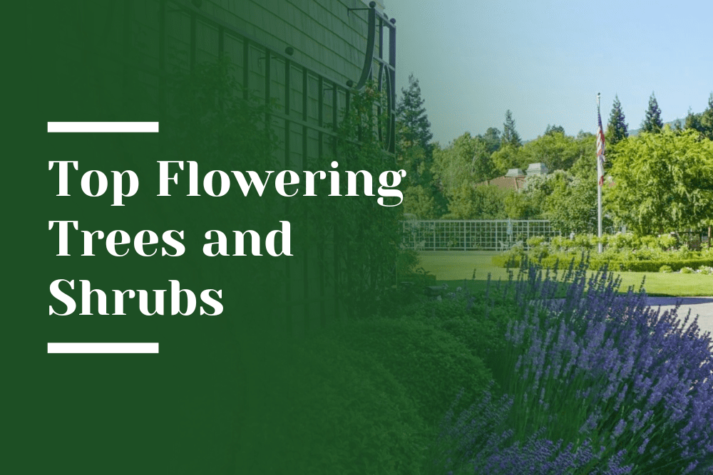 Top Flowering Trees & Shrubs