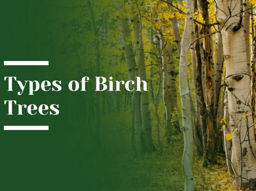 Birch Tress Blog Image