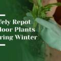 How to Safely Repot Indoor Plants During Winter