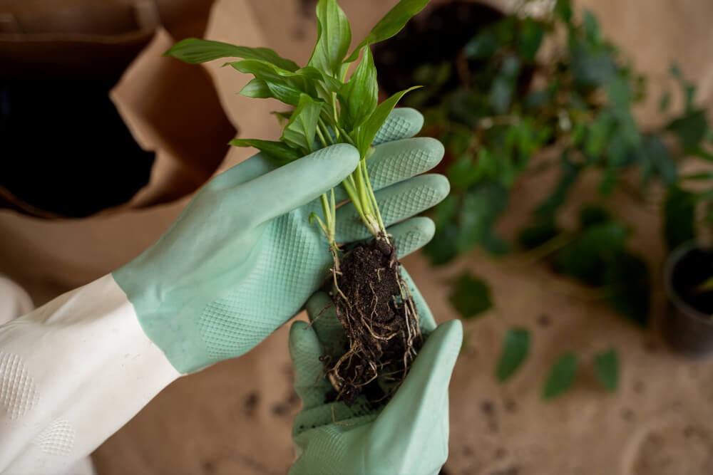 Transplanting plants