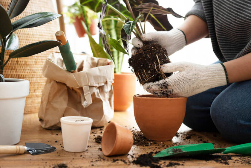 Repotting Plants in Winter: Benefits & Tips for Healthier Plants