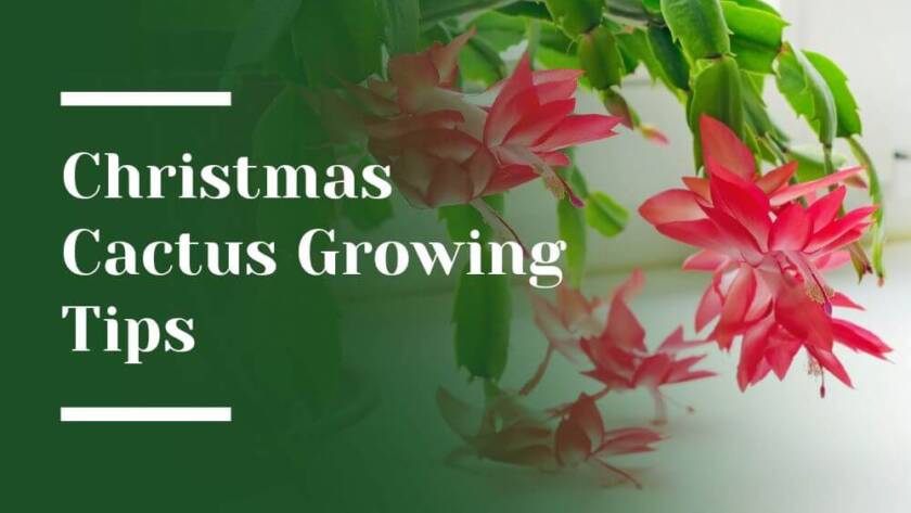 Christmas Cactus Blog Image