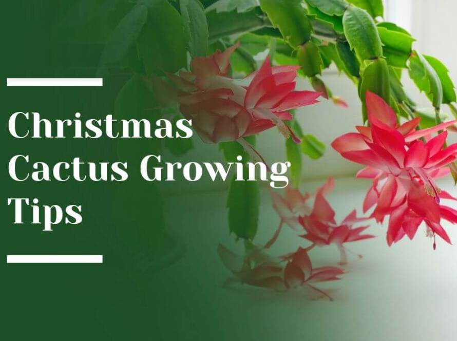 Christmas Cactus Blog Image