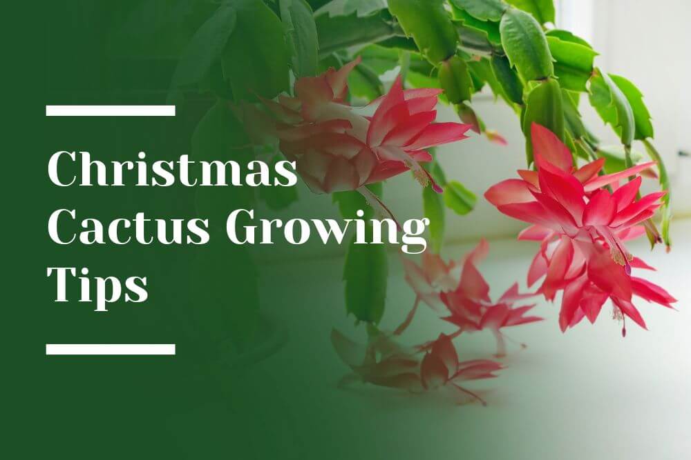 Christmas Cactus Blog Image