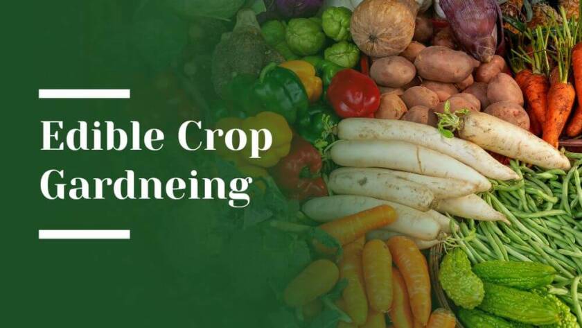 Edible Crop Gardening Blog Image