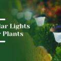 Can Solar Lights Harm Plants? What Gardeners Need to Know