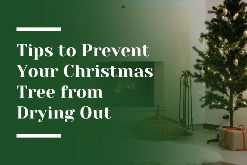 10 Tips to Prevent Your Christmas Tree from Drying Out - Petrus Landscaping