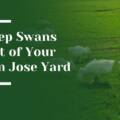 5 Ways to Keep Swans out of your San Jose Estate Landscaping Yard