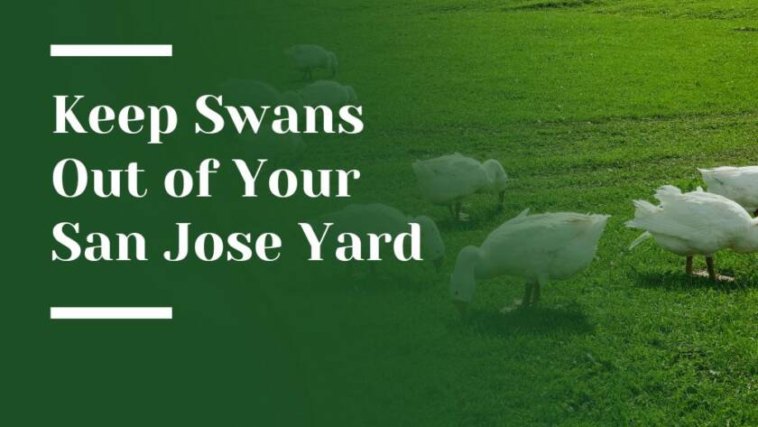 Swans in San Jose Landscape