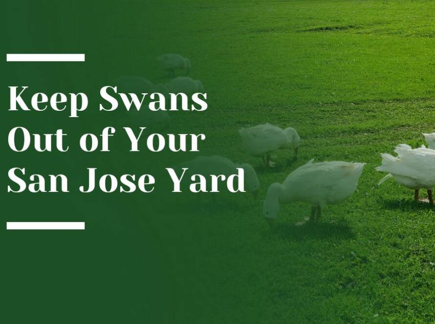 Swans in San Jose Landscape