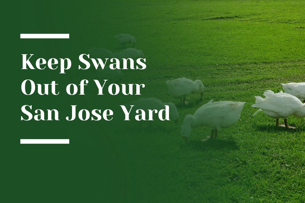 Swans in San Jose Landscape