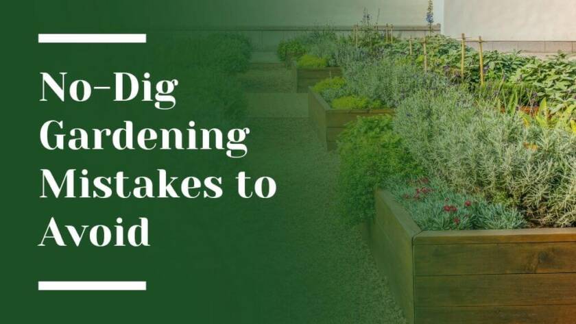 No Dig Gardening Blog Image