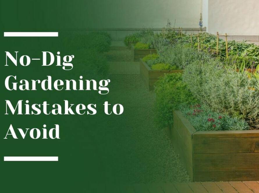 No Dig Gardening Blog Image