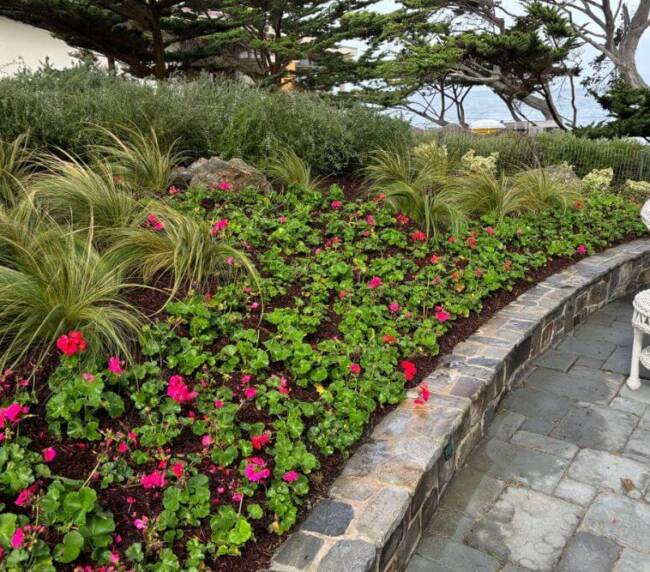feathery Stipa capillata grass, bordered by a stone retaining wall and paved patio