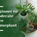 Beginner to Moderate Care Houseplants That Brighten Your Space