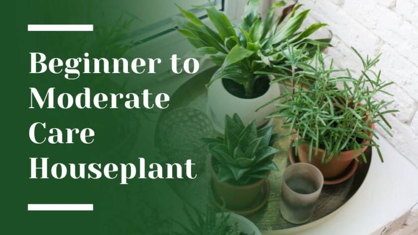 Beginner to Moderate Care Houseplant Blog Image