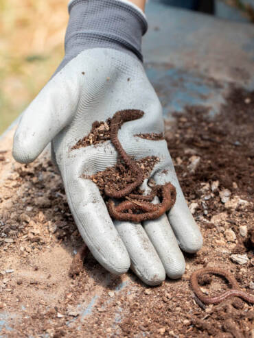 Worms in Soil